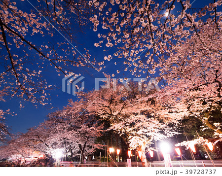 上野公園の夜桜の写真素材