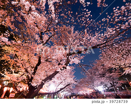 上野公園の夜桜 39728739