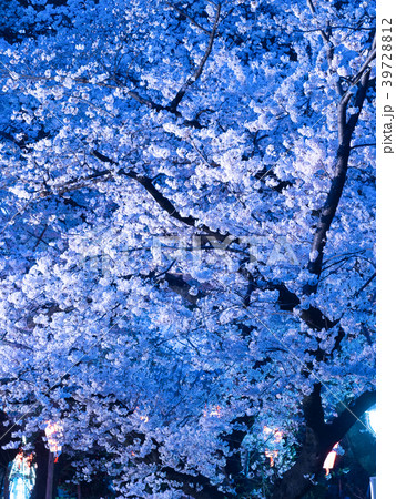 上野公園の夜桜 39728812