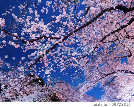上野公園の夜桜 上野公園の夜桜 39728816
