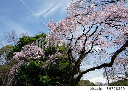 小石川後楽園の桜の美 小石川後楽園の桜の美 39728869