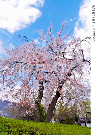 桜 上田城跡公園の写真素材