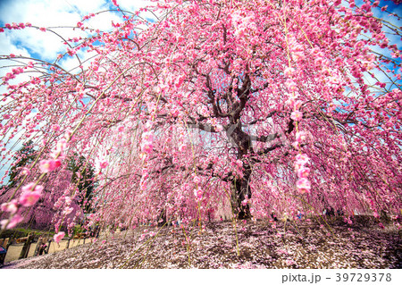 鈴鹿の森 鈴鹿の森 39729378