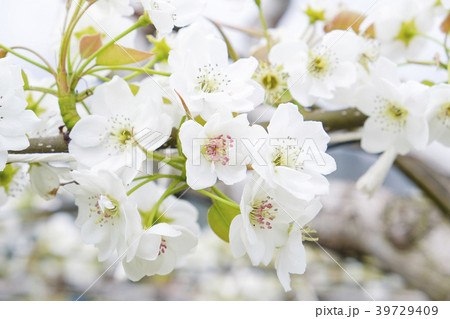 梨の花 梨の花 39729409