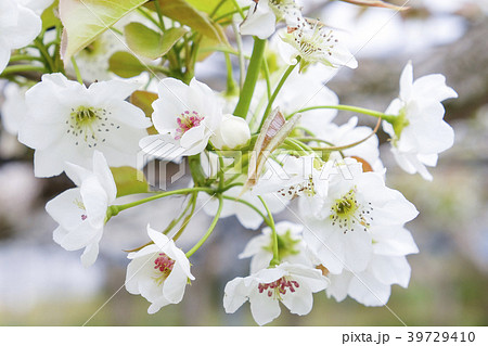 梨の花 梨の花 39729410