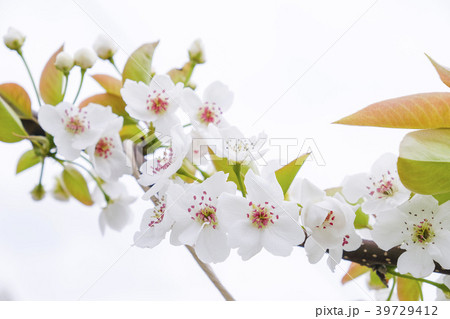 梨の花 梨の花 39729412