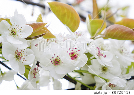 梨の花 梨の花 39729413