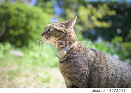 キジトラ猫 39729414