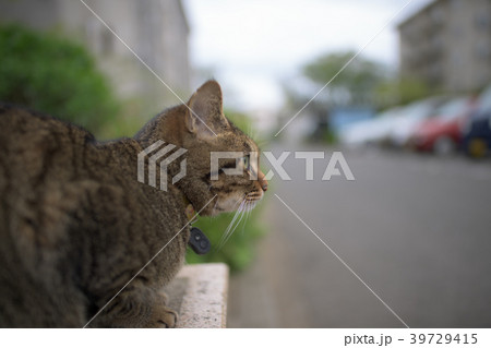 駐車場のキジトラ猫 39729415