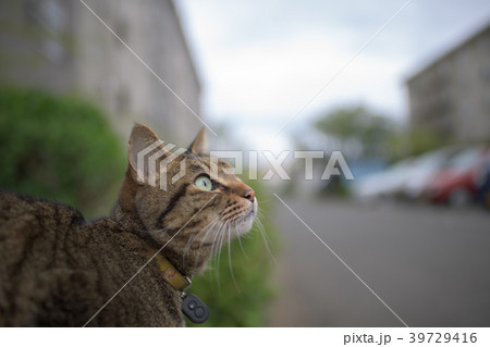 駐車場のキジトラ猫 駐車場のキジトラ猫 39729416