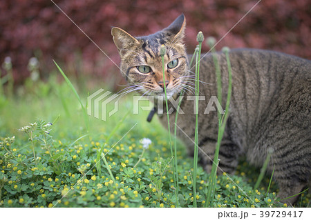 キジトラ猫 キジトラ猫 39729417