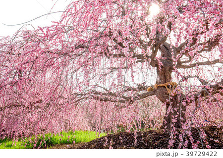 鈴鹿の森 鈴鹿の森 39729422