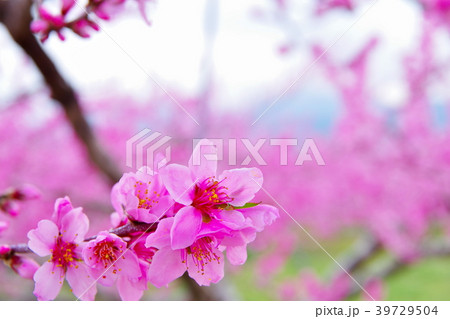 桃の花　春 39729504