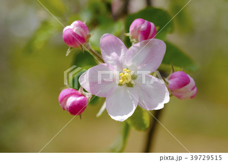 リンゴの花 リンゴの花 39729515