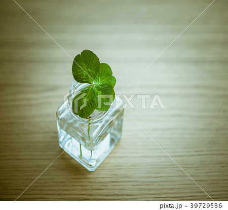 クローバー 39729536