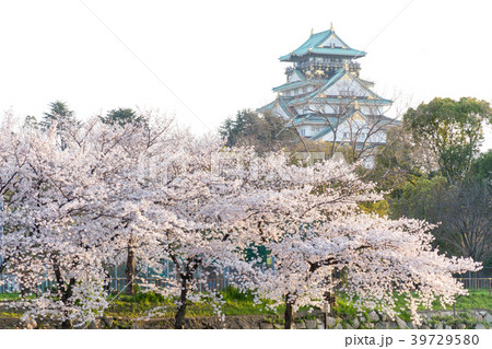 桜　大阪城 39729580