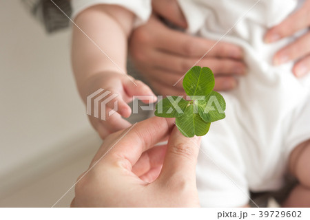 クローバー 39729602