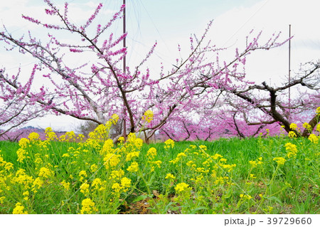 桃の花　春 39729660