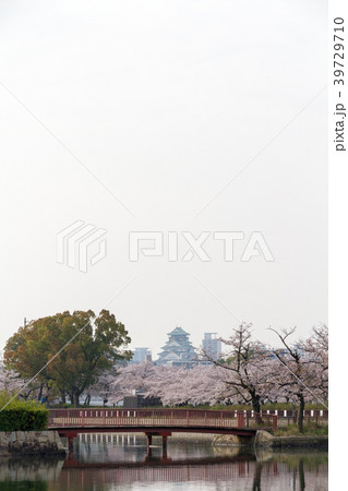 桜 大阪城 桜 大阪城 39729710