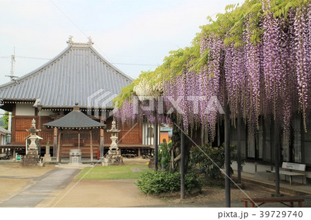 春の萬福寺の境内 春の萬福寺の境内 39729740