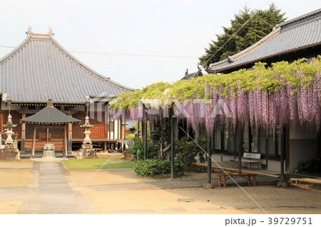 萬福寺の境内の藤棚 39729751