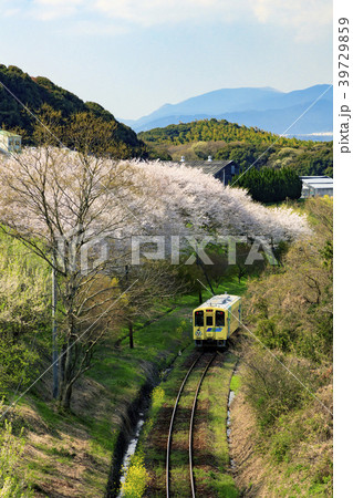 平成筑豊鉄道と桜 39729859