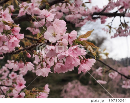 枝垂れ桜 枝垂れ桜の花 枝垂れ桜 枝垂れ桜の花 39730244