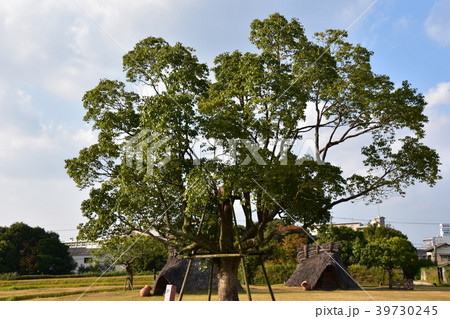 福岡市板付遺跡稲作弥生時代竪穴式住居跡 39730245