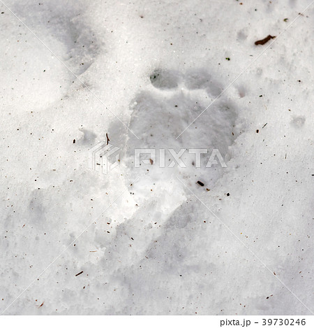 熊の足跡 雪の上に残る危険信号の写真素材