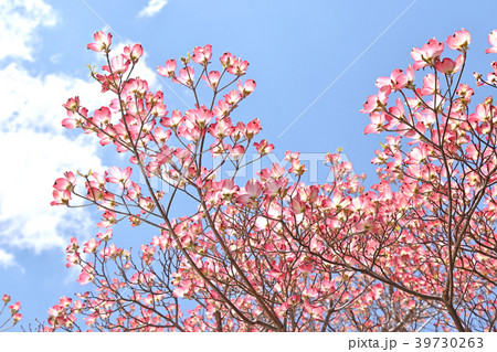 ハナミズキ（花水木） 39730263