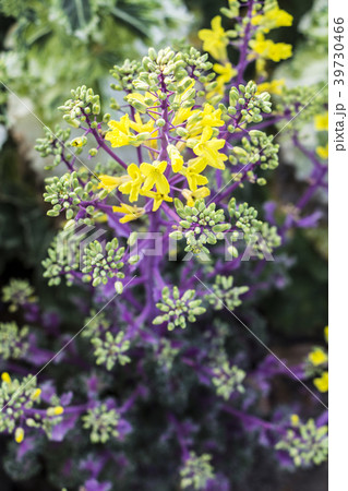 葉牡丹の花 葉牡丹の花 39730466