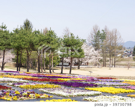 春の安曇野 春の安曇野 39730798