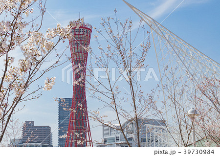神戸メリケンパークのポートタワーと桜と海洋博物館 39730984