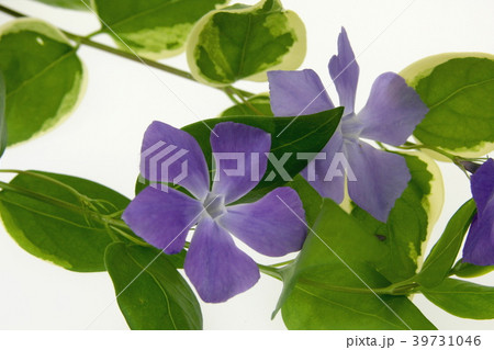 つるにちにちそう３ 39731046