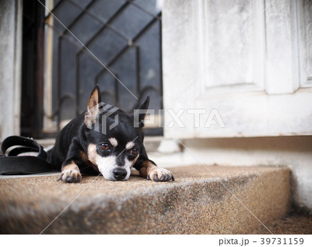 cute black fat lovely lonely miniature pincher dog 39731159