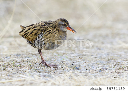 クイナ(水鶏) 39731189