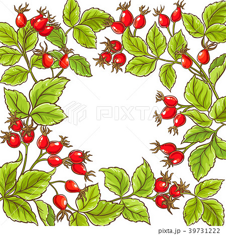 wild rose vector frame wild rose vector frame 39731222
