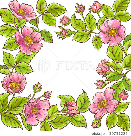 wild rose vector frame 39731225