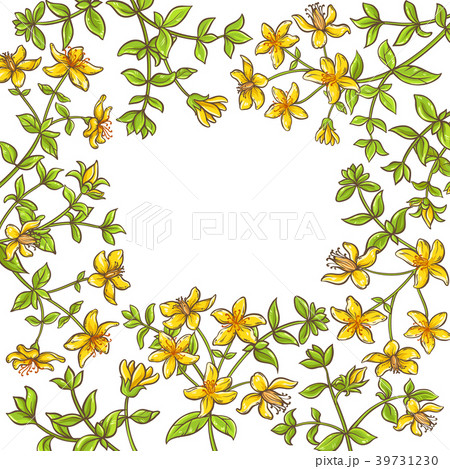 tutsan branch vector frame 39731230