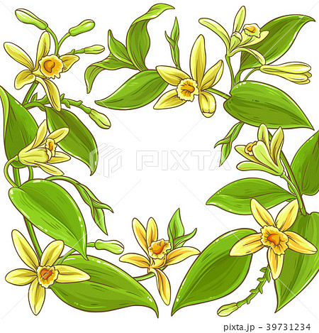 vanilla vector frame 39731234
