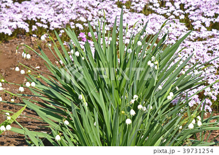 スノーフレークと芝桜 39731254