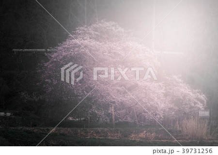 石部桜 石部桜 39731256