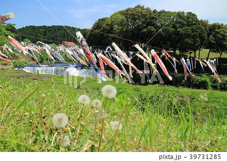 タンポポと湯之尾滝こいのぼり 39731285