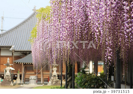 藤の花の寺 藤の花の寺 39731515