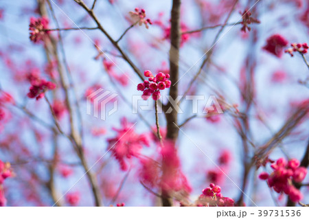 ヒカンザクラ2 ヒカンザクラ2 39731536