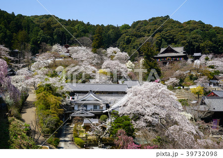 長谷寺　桜　奈良県 39732098