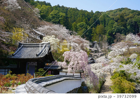 長谷寺　桜　奈良県 39732099