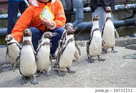 ペンギン 海まで遠足 おたる水族館 北海道 小樽市 おたる 歩く 飼育員の写真素材