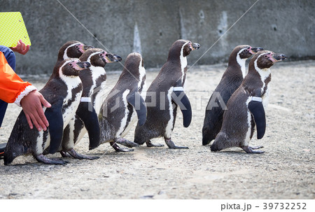 ペンギン 海まで遠足 おたる水族館 北海道 小樽市 おたる 歩く 飼育員 ペンギン 海まで遠足 おたる水族館 北海道 小樽市 おたる 歩く 飼育員 39732252