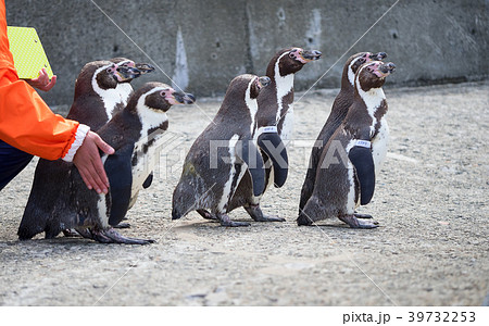 ペンギン 海まで遠足 おたる水族館 北海道 小樽市 おたる 歩く 飼育員の写真素材